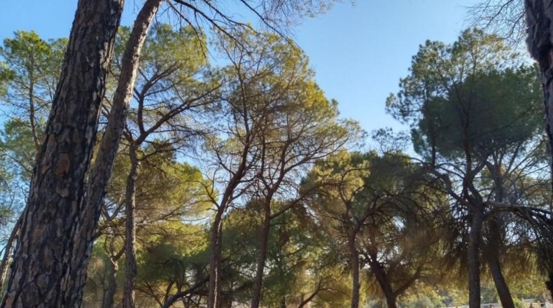 Albacete - Villalgordo del Júcar - 1878m2