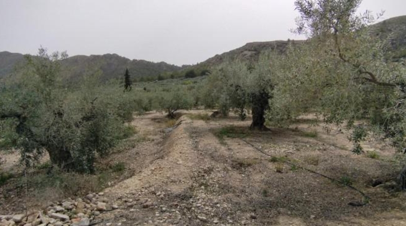 Múrcia - Calasparra - 3912m2