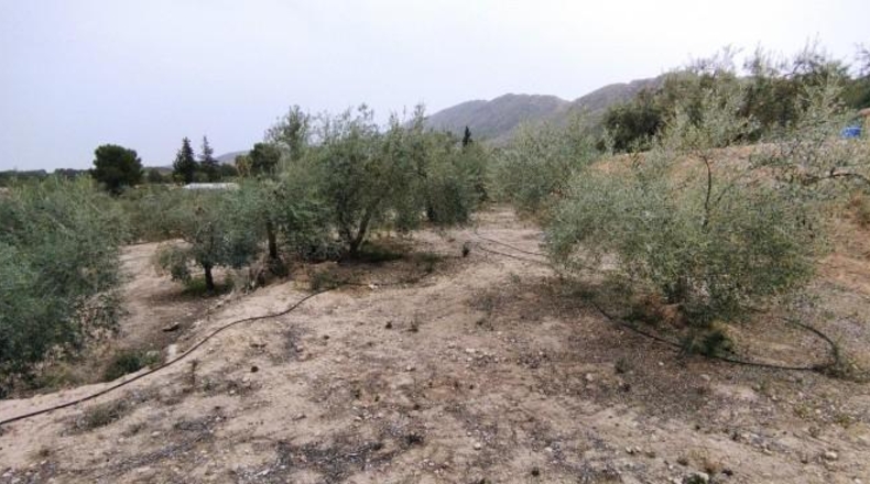 Múrcia - Calasparra - 3912m2