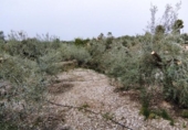 Terreno no urbanizable en venta en la España, Calasparra, ref: TR119439 foto