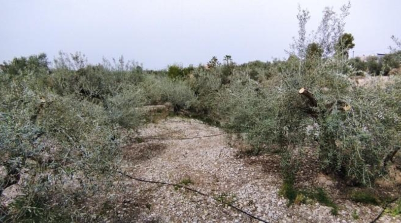 Múrcia - Calasparra - 3912m2
