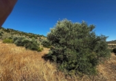 Terreno no urbanizable en venta en la España, Carabaña, ref: TR326732 foto