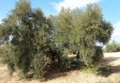 Terreno no urbanizable en venta en la España, Benamejí, ref: TR241731 foto