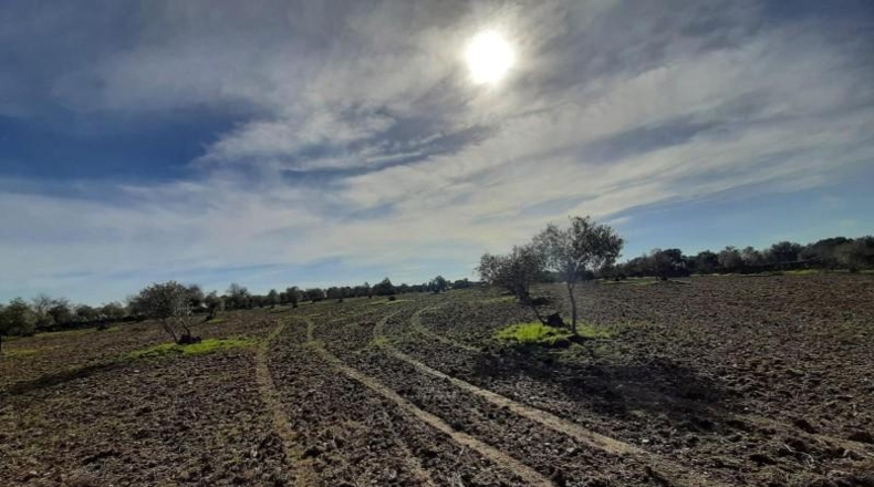 Cáceres - Botija - 11000m2