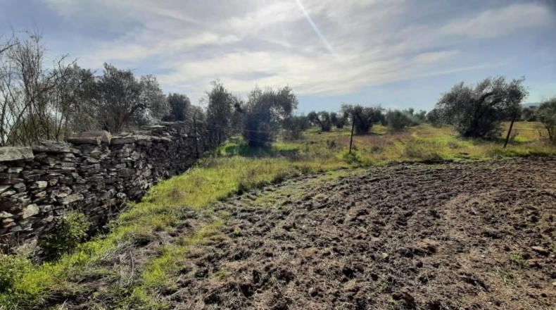Cáceres - Botija - 11000m2