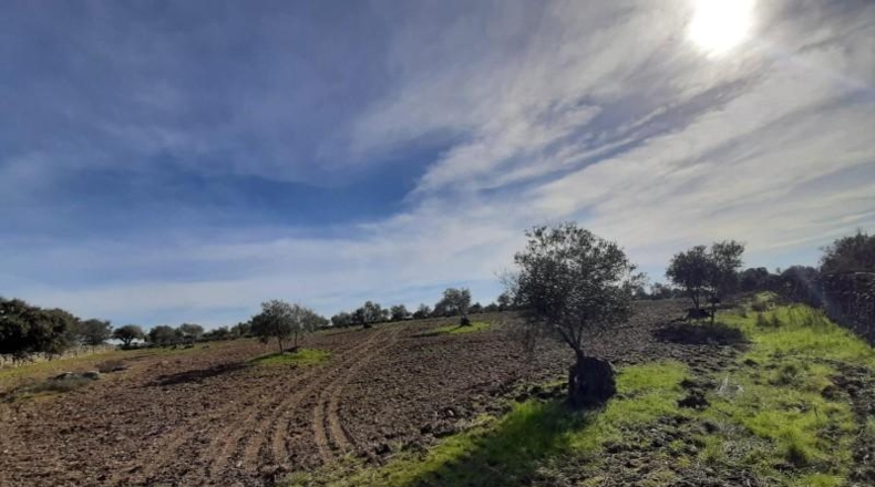 Cáceres - Botija - 11000m2