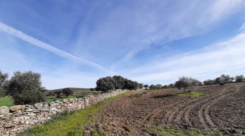 Cáceres - Botija - 11000m2