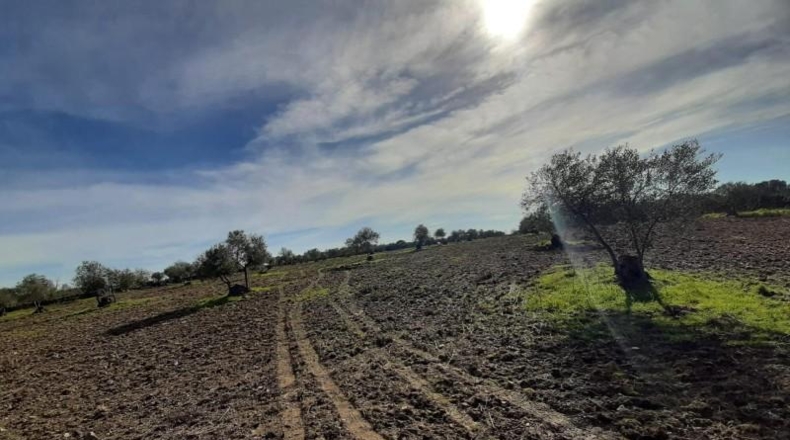 Cáceres - Botija - 11000m2