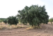 Xalet independent amb terreny en venda a la España, Calaceit, ref.: TR339429 foto
