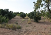 Xalet independent amb terreny en venda a la España, Calaceit, ref.: TR339429 foto