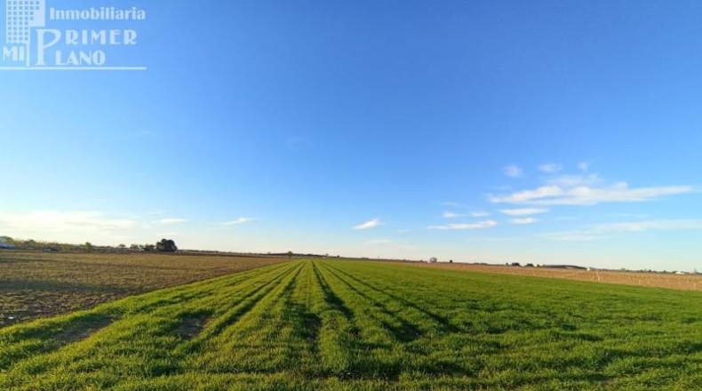 Ciudad Real - Tomelloso - 12698m2