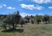 Chalet independiente con terreno en venta en la España, Calaceite, ref: TR304450 foto