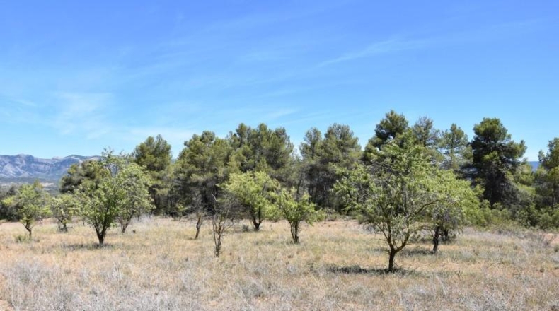Teruel - Arens de Lledó - 7841m2