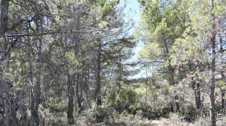 Teruel - Arens de Lledó - 7841m2