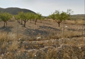 Terreny no urbanitzable en venda a la España, Oriola, ref.: TR158098 foto