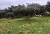Terreno no urbanizable en venta en la España, Zarza de Montánchez, ref: TR131627 foto