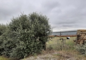Parcela urbanizable en venta en la España, Botija, ref: TR396911 foto