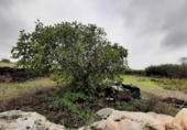 Terreno no urbanizable en venta en la España, Botija, ref: TR125269 foto