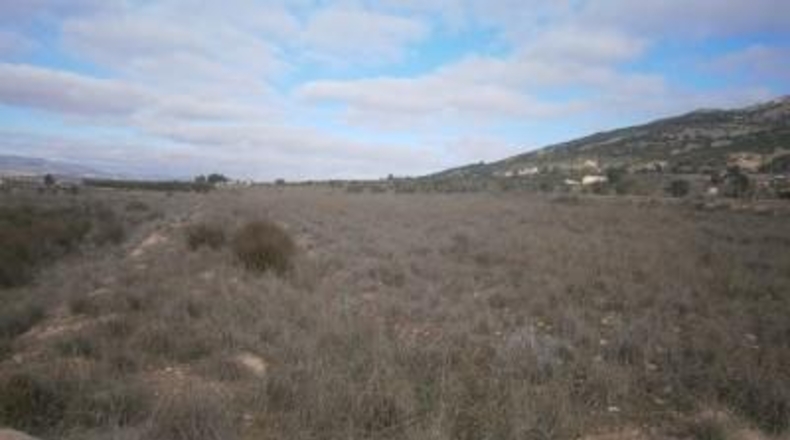 Alicante - Pinoso - 8000m2