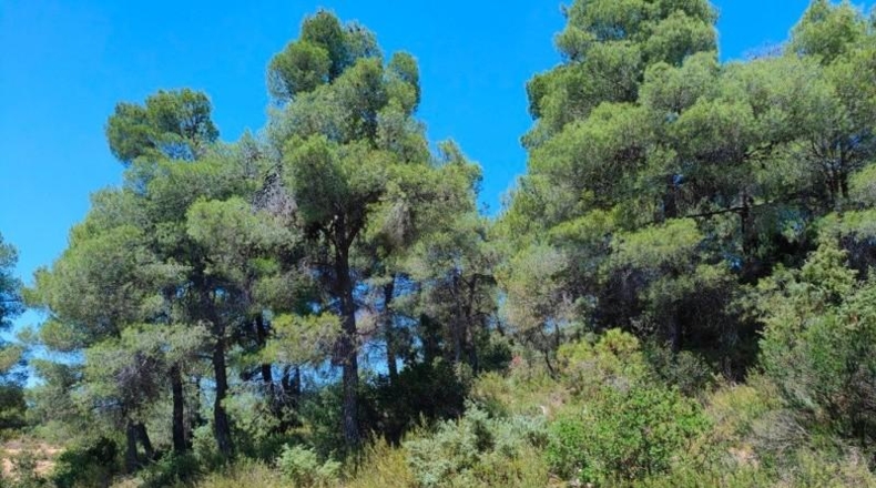 Теруэль - Vall-de-roures - 18600m2