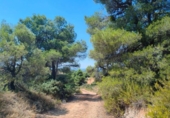 Terreno no urbanizable en venta en la España, Valderrobres, ref: TR293606 foto