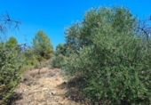Terreno no urbanizable en venta en la España, Valderrobres, ref: TR293606 foto