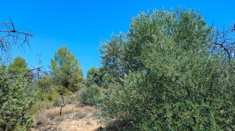 Теруэль - Vall-de-roures - 18600m2