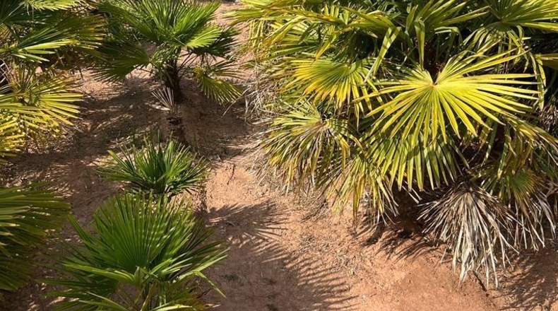 València - Puzol - 722m2