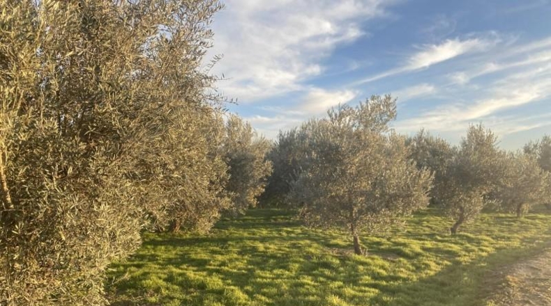 Granada - Белисена - 1585m2