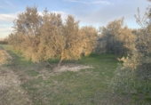 Chalet independiente con terreno en venta en la España, Belicena, ref: TR310565 foto