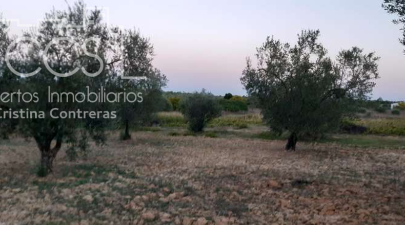 Huelva - Almonte - 10508m2
