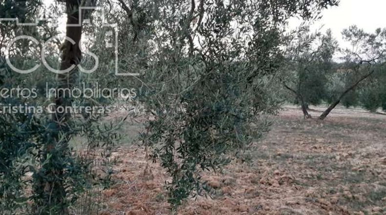 Huelva - Almonte - 10508m2