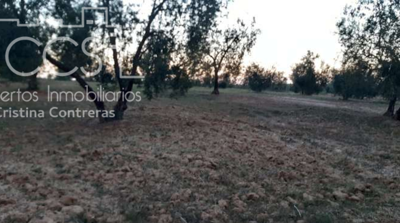 Huelva - Almonte - 10508m2
