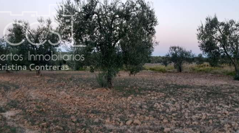 Huelva - Almonte - 10508m2