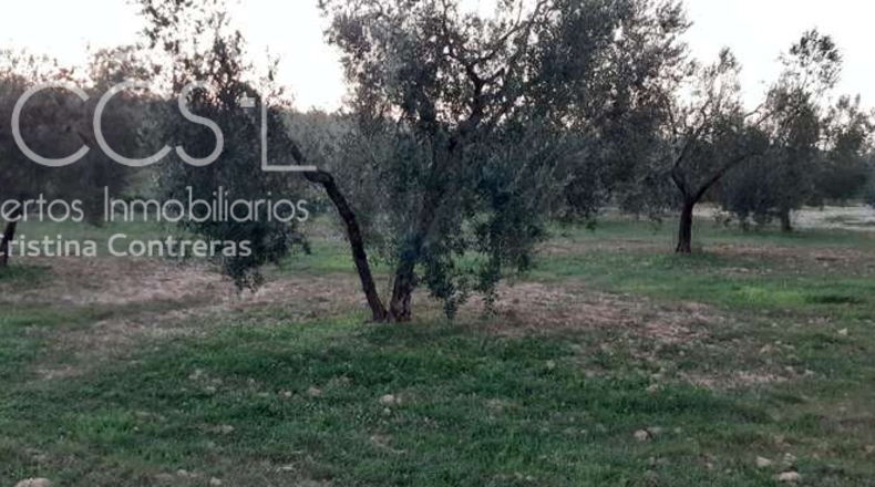 Huelva - Almonte - 10508m2