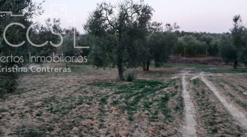 Huelva - Almonte - 10508m2