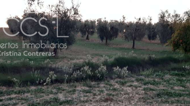 Huelva - Almonte - 10508m2