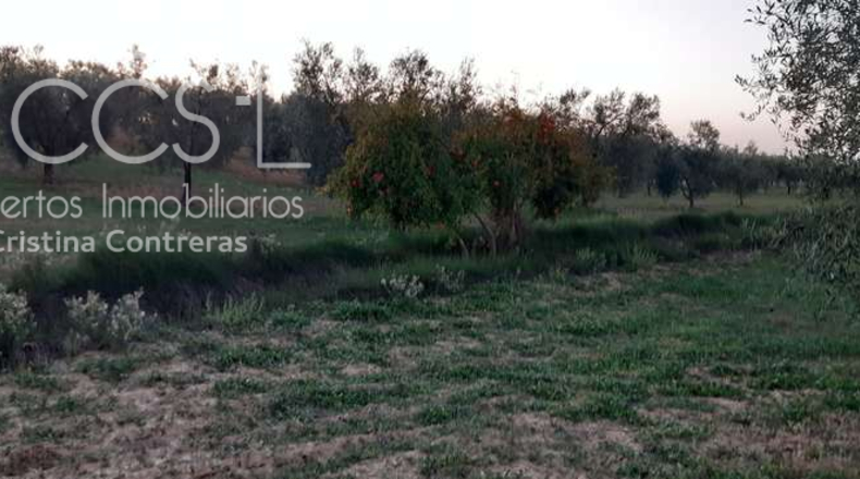 Huelva - Almonte - 10508m2