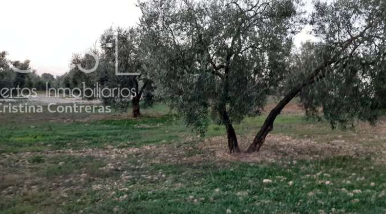 Huelva - Almonte - 10508m2