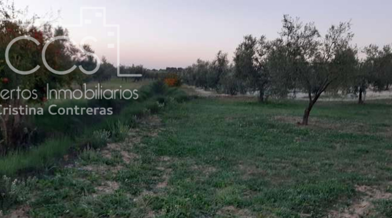 Huelva - Almonte - 10508m2