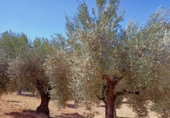 Terreno no urbanizable en venta en la España, Cretas, ref: TR320180 foto