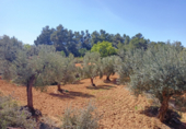 Terreno no urbanizable en venta en la España, Cretas, ref: TR320180 foto