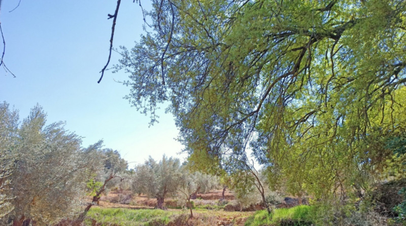 Teruel - Cretas - 12900m2