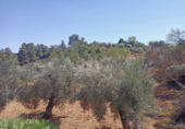 Terreno no urbanizable en venta en la España, Cretas, ref: TR320180 foto