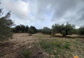 Terreno no urbanizable en venta en la España, Alcanar, ref: TR239603 foto