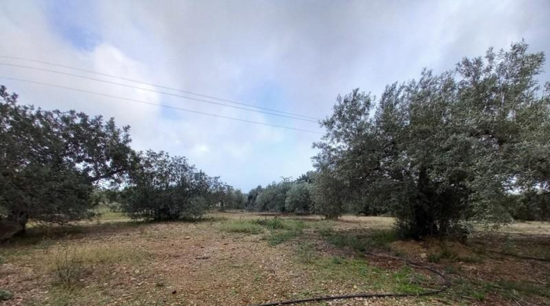 Tarragona - Alcanar - 4439m2