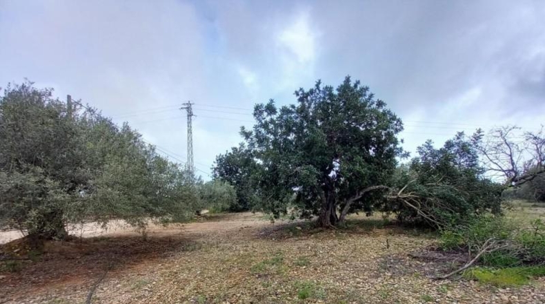 Tarragona - Alcanar - 4439m2