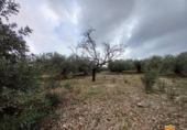 Terreno no urbanizable en venta en la España, Alcanar, ref: TR239603 foto