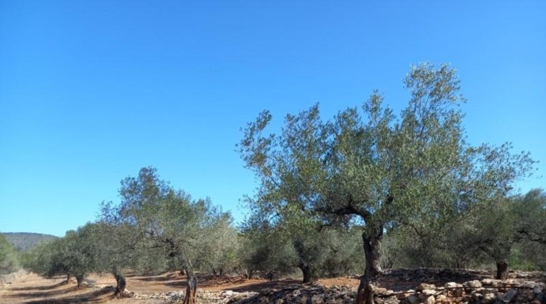 Tarragona - Rasquera - 2340m2