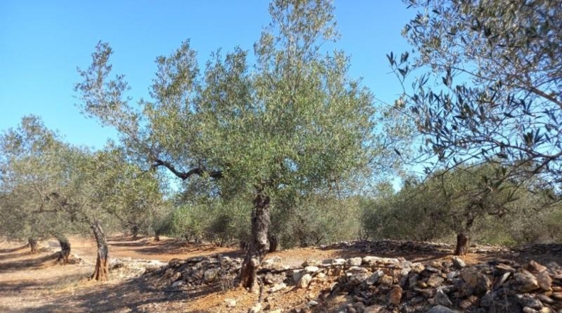 Tarragona - Rasquera - 2340m2